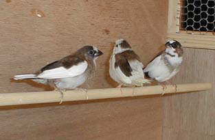 �V�Z��V���b�g