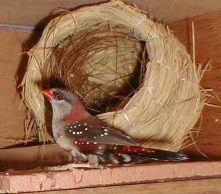 �����̃r�[�i���j�����