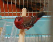 �x�j�X�Y���F�r�[