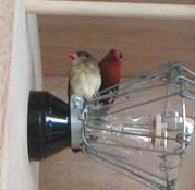 ˰���̏�̂���l