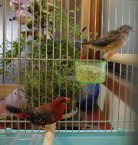 �G�����r�[