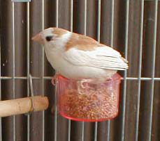 ���F�N�b�L�[