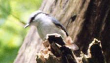 �S�W���E�J��