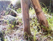 ��̕Ћ��ɐ�����G���H