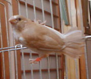 �`���b�s�[