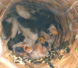 �a�N���N���`�I��Ԃ̐�