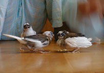 �R�Z��F�̊Ԃɂ�