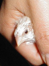 ���ɉH�����Ȃ���