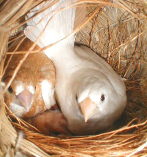 �e�̉��Ɍ�����A���Ђ���