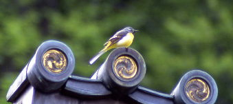 ���F���Y��ȁA�L�Z�L���C