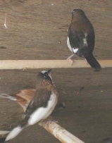 �N���̔w�������߂�W�����v