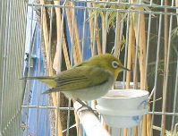 �Z�o�X�`�������x�����Ă��郁�W��