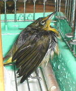 �����ђ���̃`�b�`