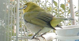 ��납�猩���炱��Ȋ������