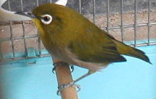 �|�U���ŁA�ꎞ�����Ăőҋ@��