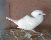 ���F���[