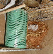 ���̊����I