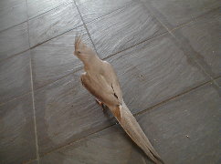 ���ւ����U��