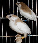 ���̂Ȃ���