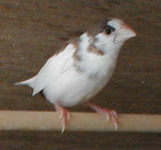 ���F���C��