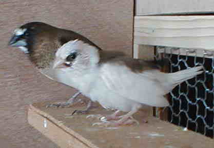 ���F���C�g