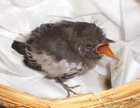 �Z�L���C�̐�