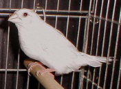 �V���A�A���r�m�ɂȂ�H