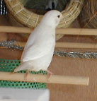 ���F�V��