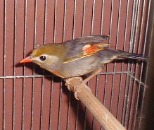 �ڂ��A�V����I