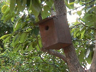 �V�W���E�J���������Ă���Ǝv���饥����