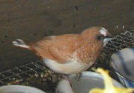 ���F�e�B�[