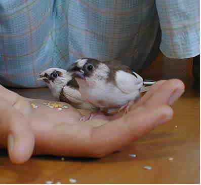 �s���ƃc�o�T�F����C�s��