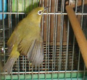 ��шڂ�`�b�`