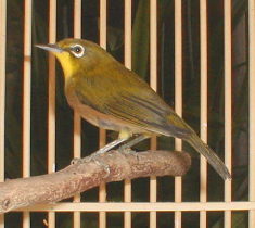 �������肭��I