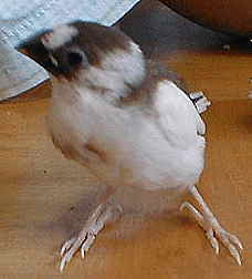 ���F�c�o�T