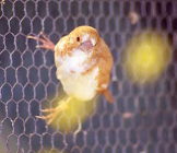 �`���b�s�[