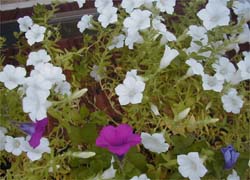 �x�����_�̃T�t�B�j�A