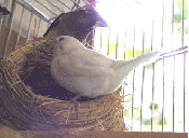 �N���ƃr�b�O�̒��ǂ�����