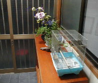 ���ւ̒�����