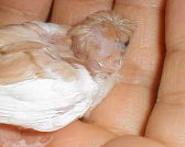 �����V�I