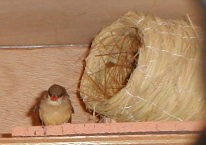 �G���Ƒ��ނ̓������ّ�