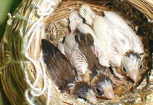 �����܂ő傫���Ȃ�܂���