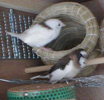 �g�����A���[�ƃW�����v