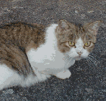 ねこ