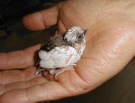 �Z�o�X�`�����̉�����ƁA������