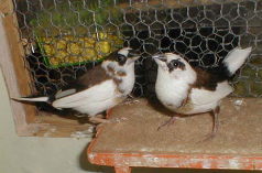 ���F�c�o�T(��)�^�E�F�s��(��)