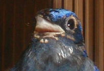 �J�������߂Â�����{����^_^;