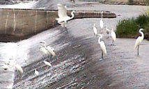 �T�M�̌Q��