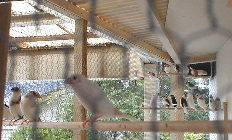 �V���A�撣�����I