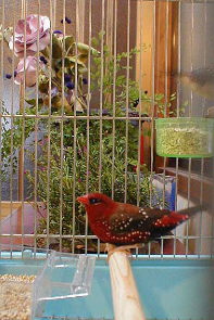 �l���r�[�ł��I